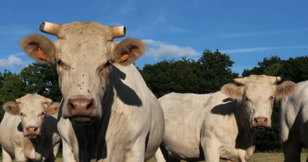 Charolais牛 查洛莱是法国第二大牛品种 — 图库视频影像