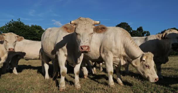 シャロレ牛 シャロレはフランスで2番目に多くの牛種である — ストック動画