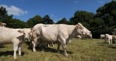 Charolais sığırları. Charolais, Fransa 'nın en kalabalık ikinci sığır türüdür..