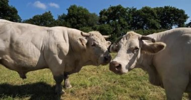 Charolais sığırları. Charolais, Fransa 'nın en kalabalık ikinci sığır türüdür..