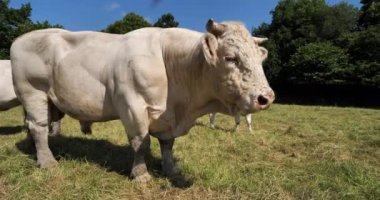 Boğa Charolais sığırı. Charolais, Fransa 'nın en kalabalık ikinci sığır türüdür..