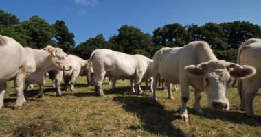 Charolais sığırları. Charolais, Fransa 'nın en kalabalık ikinci sığır türüdür..