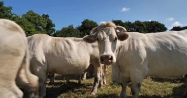 Charolais sığırları. Charolais, Fransa 'nın en kalabalık ikinci sığır türüdür..