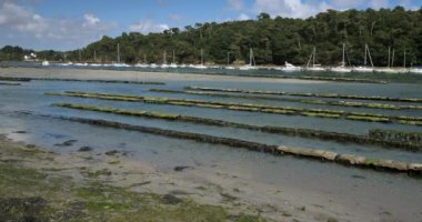 İstiridye parkları, Riec-sur-Belon, Finistere Departmanı, Brittany Bölgesi, Fransa 