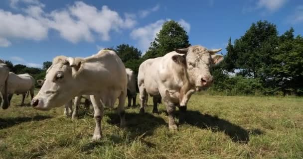 Bydło Charolais Charolais Jest Drugą Najliczniejszą Rasą Bydła Francji — Wideo stockowe