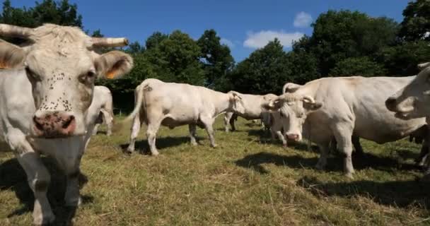 Шароле Шароле Является Второй Численности Породой Крупного Рогатого Скота Франции — стоковое видео