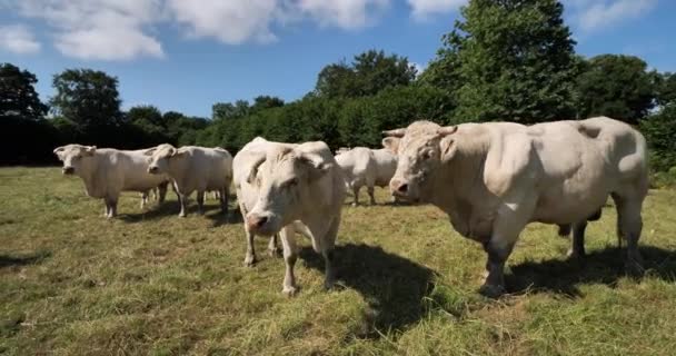 Bydło Charolais Charolais Jest Drugą Najliczniejszą Rasą Bydła Francji — Wideo stockowe