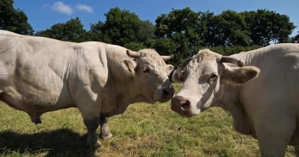 Шароле Шароле Является Второй Численности Породой Крупного Рогатого Скота Франции — стоковое видео