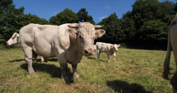Бык Шароле Шароле Является Второй Численности Породой Крупного Рогатого Скота — стоковое видео