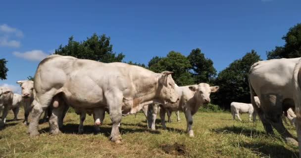 Βοοειδή Charolais Charolais Είναι Δεύτερη Πιο Πολυάριθμη Φυλή Βοοειδών Στη — Αρχείο Βίντεο