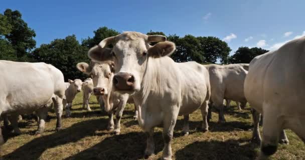 Charolais Sığırları Charolais Fransa Nın Kalabalık Ikinci Sığır Türüdür — Stok video