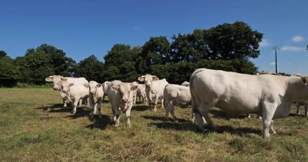 Charolais Sığırları Charolais Fransa Nın Kalabalık Ikinci Sığır Türüdür — Stok video