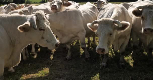 シャロレ牛 シャロレはフランスで2番目に多くの牛種である — ストック動画