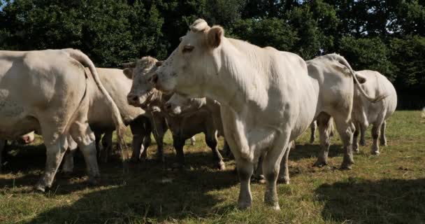 Ganado Charolais Charolais Segunda Raza Ganado Más Numerosa Francia — Vídeos de Stock