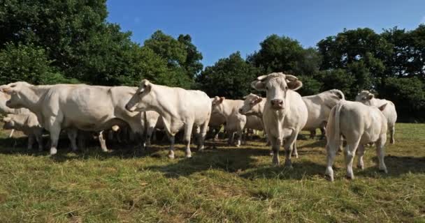 Charolais Sığırları Charolais Fransa Nın Kalabalık Ikinci Sığır Türüdür — Stok video