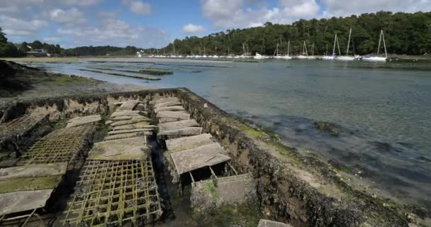Stiridye Parkları Riec Sur Belon Finistere Departmanı Brittany Bölgesi Fransa — Stok video