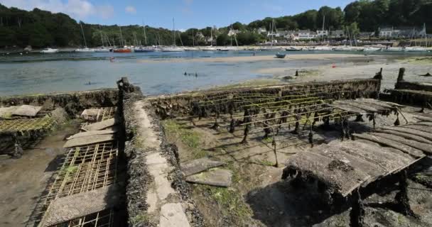 Oysters Parks Riec Sur Belon Departamento Finistere Región Bretaña Francia — Vídeos de Stock