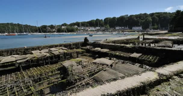 Austernparks Riec Sur Belon Departement Finistere Bretagne Frankreich — Stockvideo