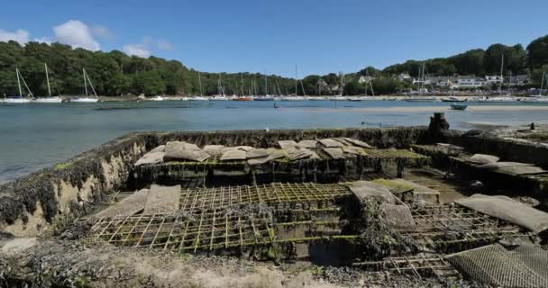 Oysters Parks Riec Sur Belon Departamento Finistere Região Bretanha França — Vídeo de Stock