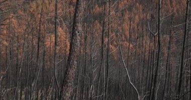 Yanmış orman, Cevennes Milli Parkı, Fransa.