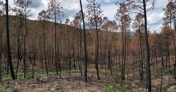 Floresta Queimada Parque Nacional Cevennes França — Vídeo de Stock