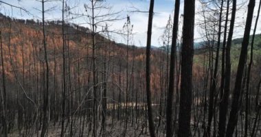 Yanmış orman, Cevennes Milli Parkı, Fransa.