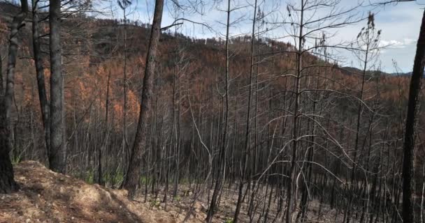 Bosque Quemado Parque Nacional Cevennes Francia — Vídeos de Stock