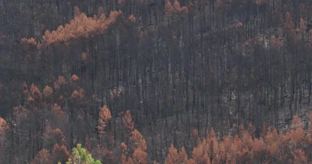 Floresta Queimada Parque Nacional Cevennes França — Vídeo de Stock