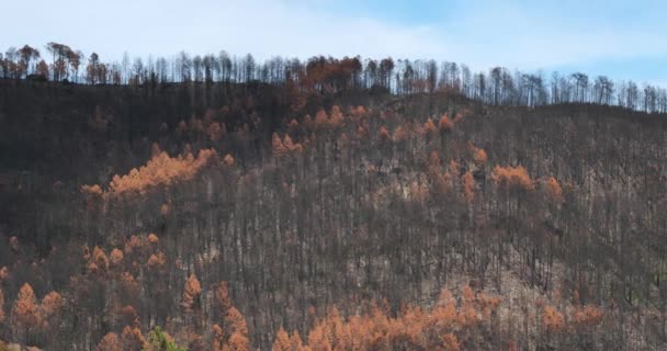 Bosque Quemado Parque Nacional Cevennes Francia — Vídeos de Stock