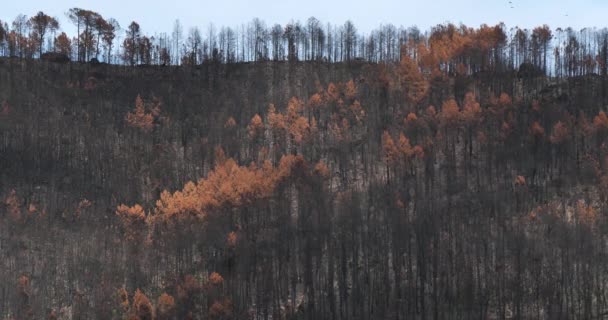 Spalony Las Park Narodowy Cevennes Francja — Wideo stockowe