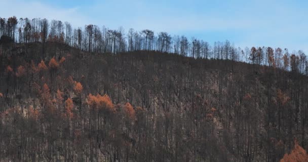 Bosque Quemado Parque Nacional Cevennes Francia — Vídeos de Stock