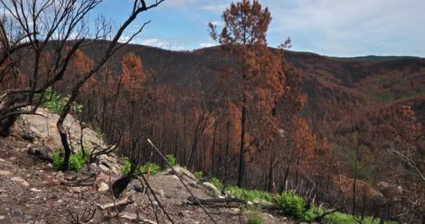 Сгоревший Лес Национальный Парк Севенн Франция — стоковое видео