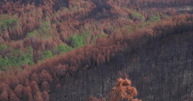 Yanmış orman, Cevennes Milli Parkı, Fransa