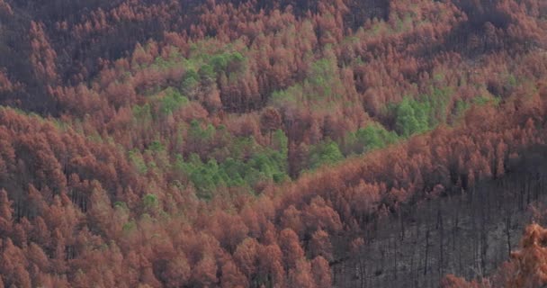 Verbrannter Wald Nationalpark Der Cevennen Frankreich — Stockvideo