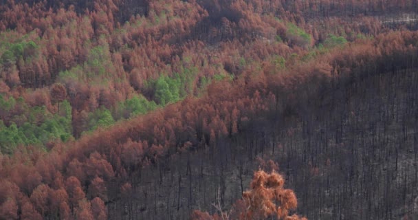 Bosque Quemado Parque Nacional Cevennes Francia — Vídeos de Stock