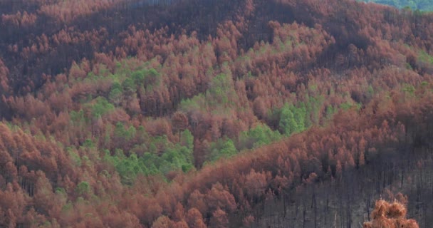 Verbrand Bos Nationaal Park Cevennen Frankrijk — Stockvideo
