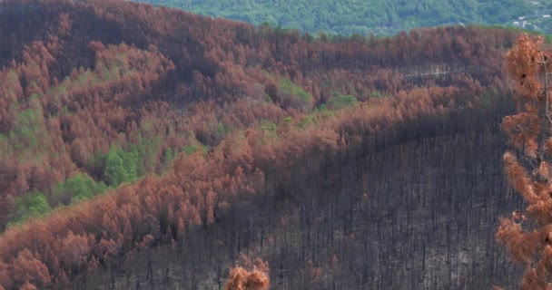 Verbrannter Wald Nationalpark Der Cevennen Frankreich — Stockvideo