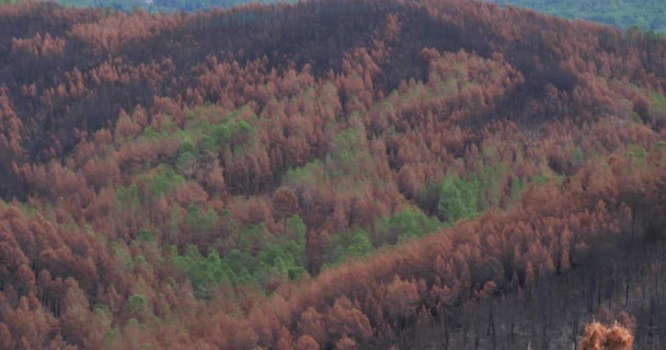 Bosque Quemado Parque Nacional Cevennes Francia — Vídeos de Stock