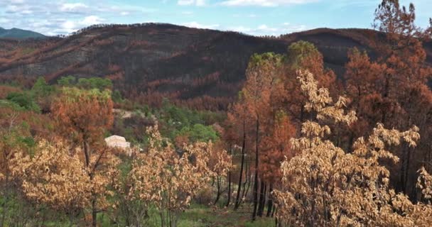 Floresta Queimada Parque Nacional Cevennes França — Vídeo de Stock