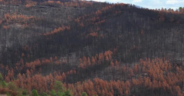 Verbrannter Wald Nationalpark Der Cevennen Frankreich — Stockvideo