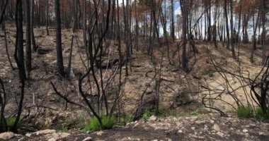 Yanmış orman, Cevennes Milli Parkı, Fransa