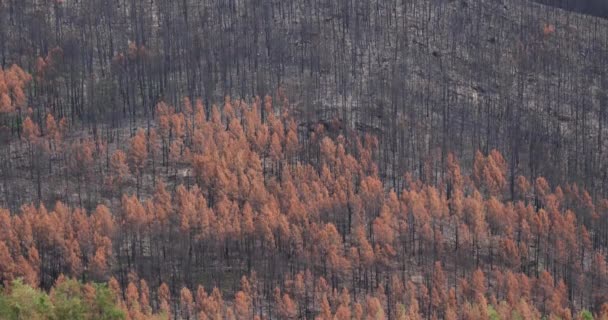 Yanmış Orman Cevennes Milli Parkı Fransa — Stok video