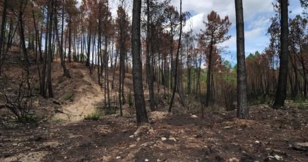 Yanmış Orman Cevennes Milli Parkı Fransa — Stok video