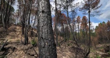 Yanmış orman, Cevennes Milli Parkı, Fransa.
