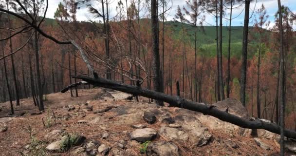 Yanmış Orman Cevennes Milli Parkı Fransa — Stok video