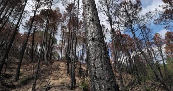 Yanmış Orman Cevennes Milli Parkı Fransa — Stok video