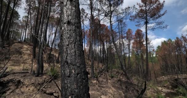 Burned Forest Cevennes National Park France — Stock Video