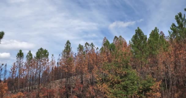 Bosque Quemado Parque Nacional Cevennes Francia — Vídeos de Stock