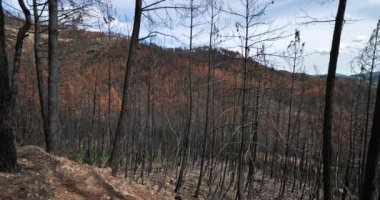 Yanmış orman, Cevennes Milli Parkı, Fransa