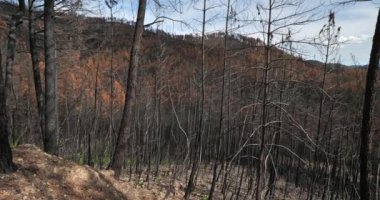 Yanmış orman, Cevennes Milli Parkı, Fransa.